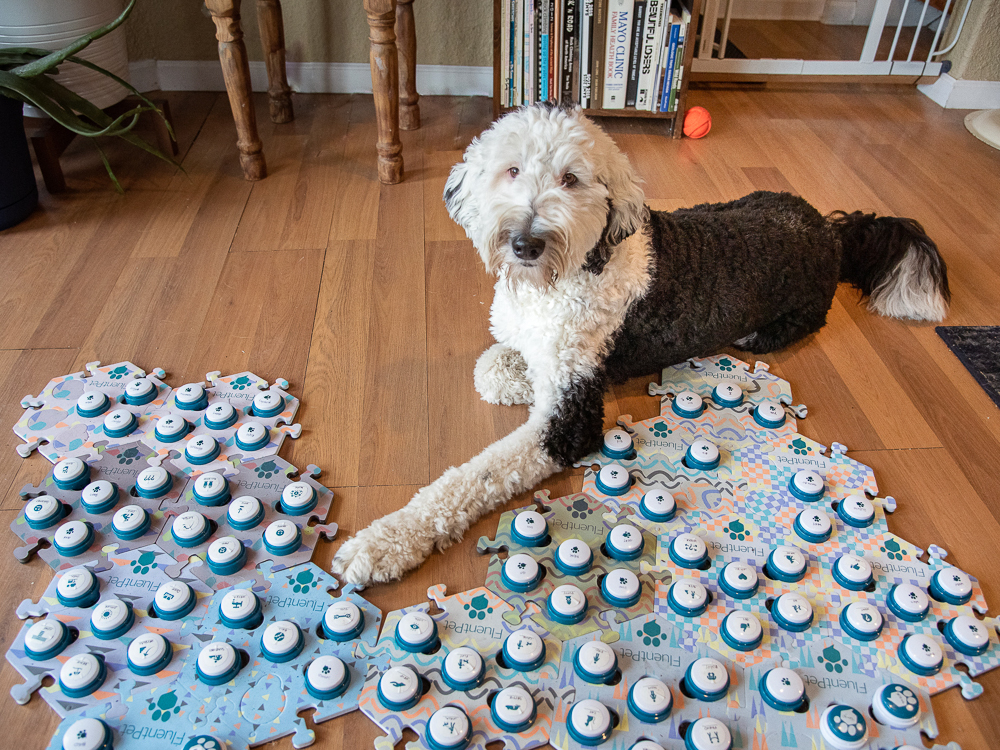 The benefits of mental stimulation and puzzle toys for your dog – Piperz Lab