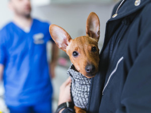 Person holding a mix breed dog talking to veterinarian about their concerns.