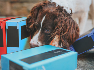 Dog smelling boxes in nosework for dogs game