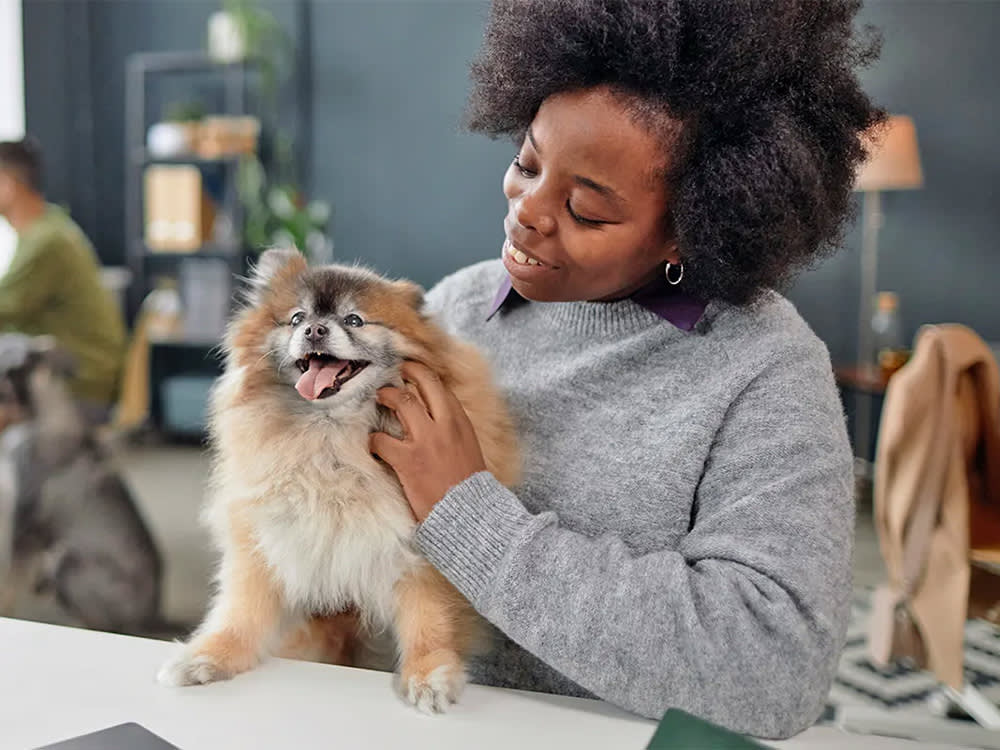 A small dog stands on a counter and is pet by a woman.