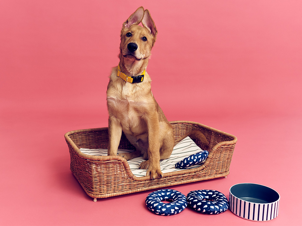 Dog in an IKEA basket