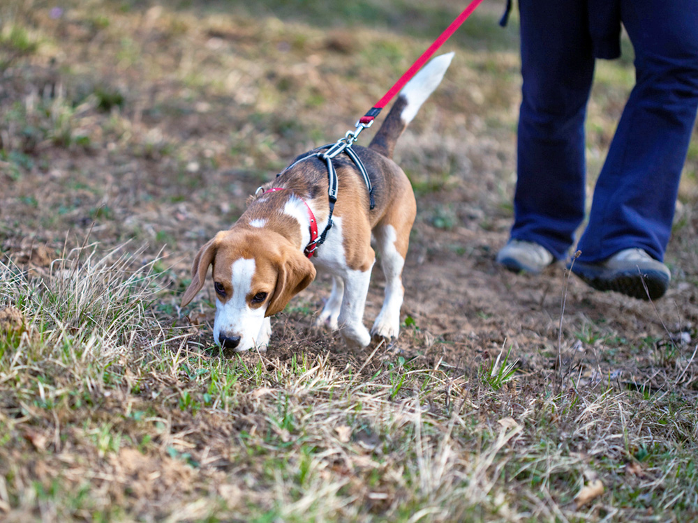 beagle dog sniffing grass 