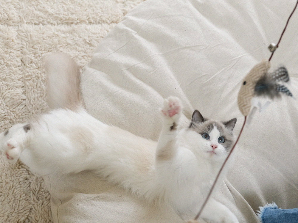 Leah Thomas's white cat