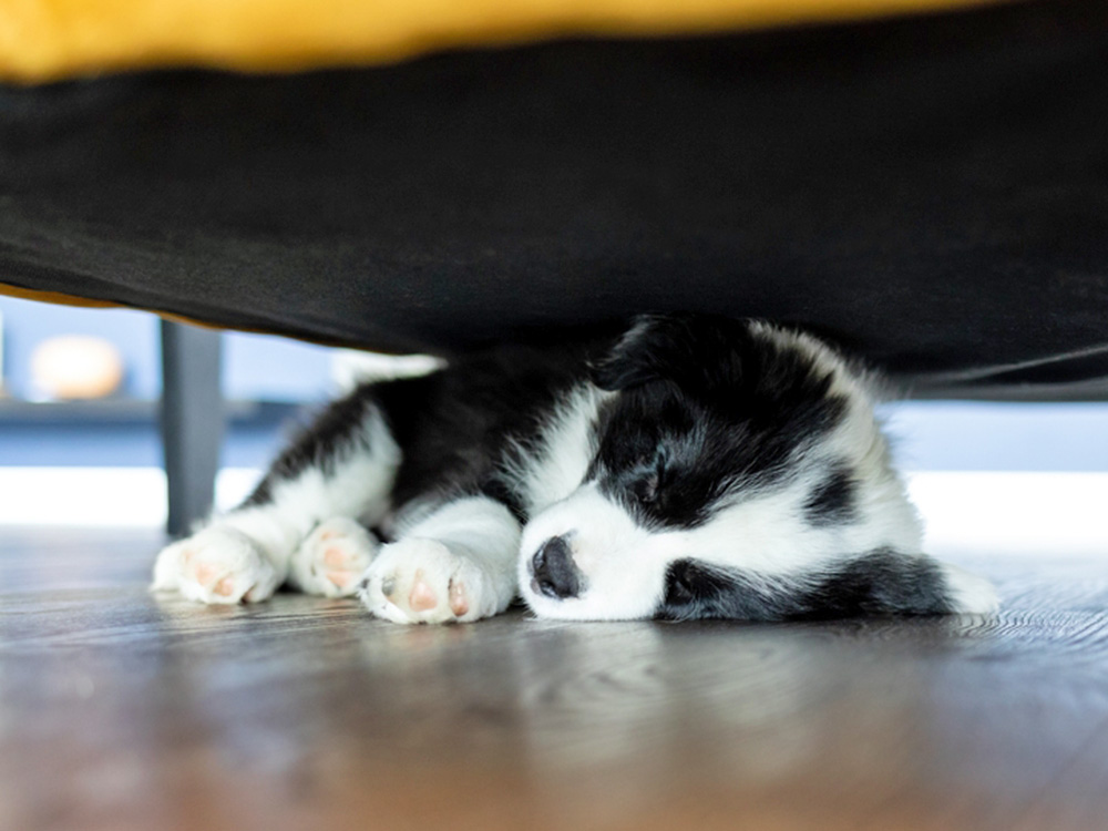 Puppy sleeping under the bed at home.