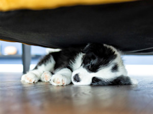 Puppy sleeping under the bed at home.