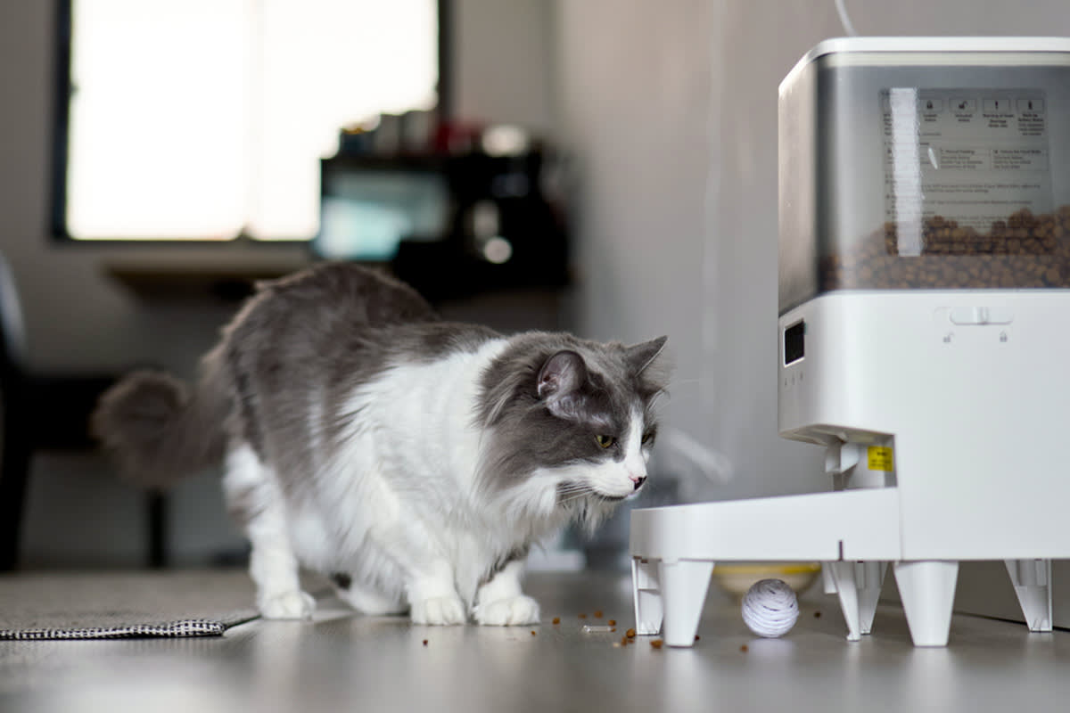 Cat at an automatic feeder.