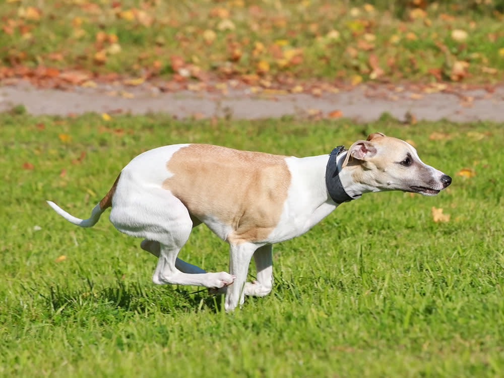 Whippet dog running