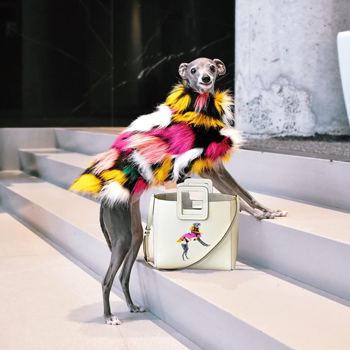 tika the iggy with a custom bag