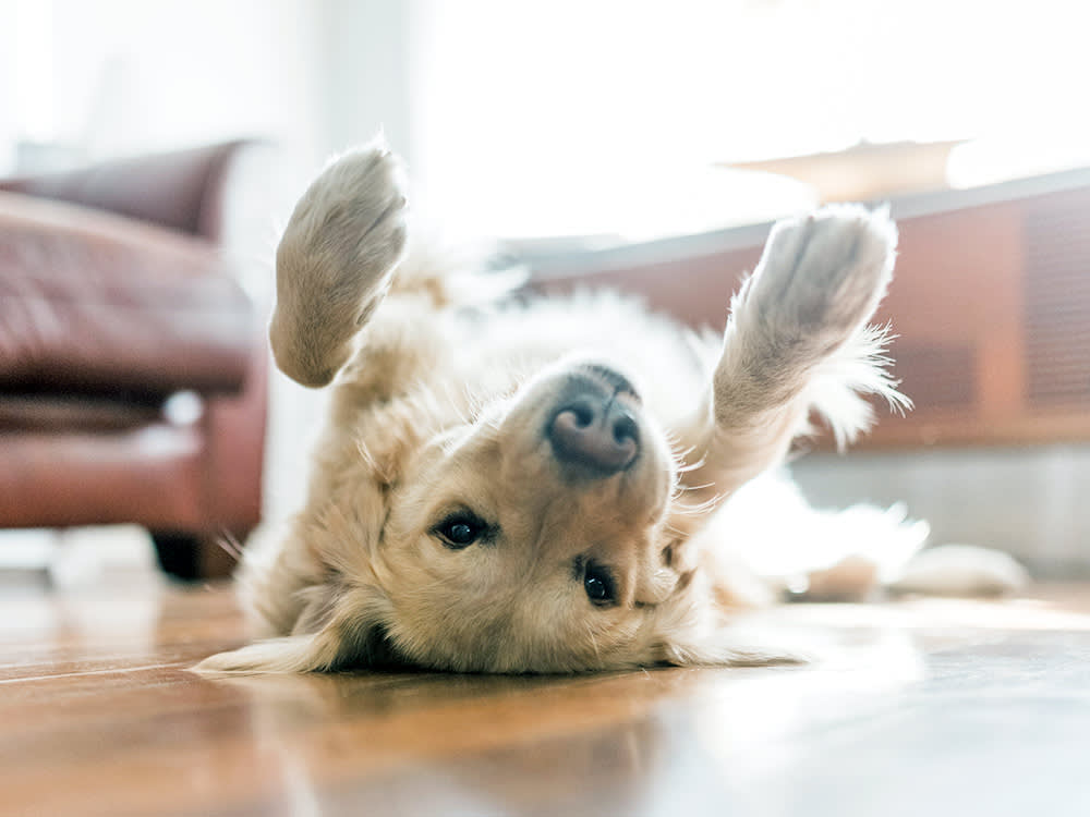 Cute Golden Retriever rolling on the floor at home.