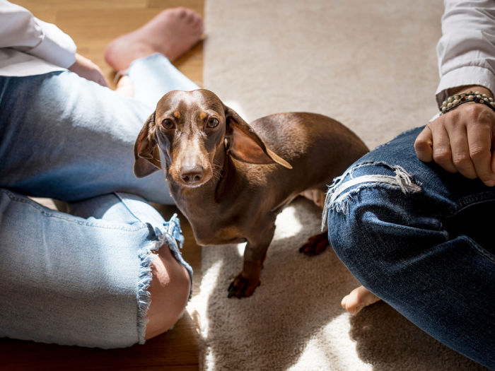 Dachshund dog sits between two people