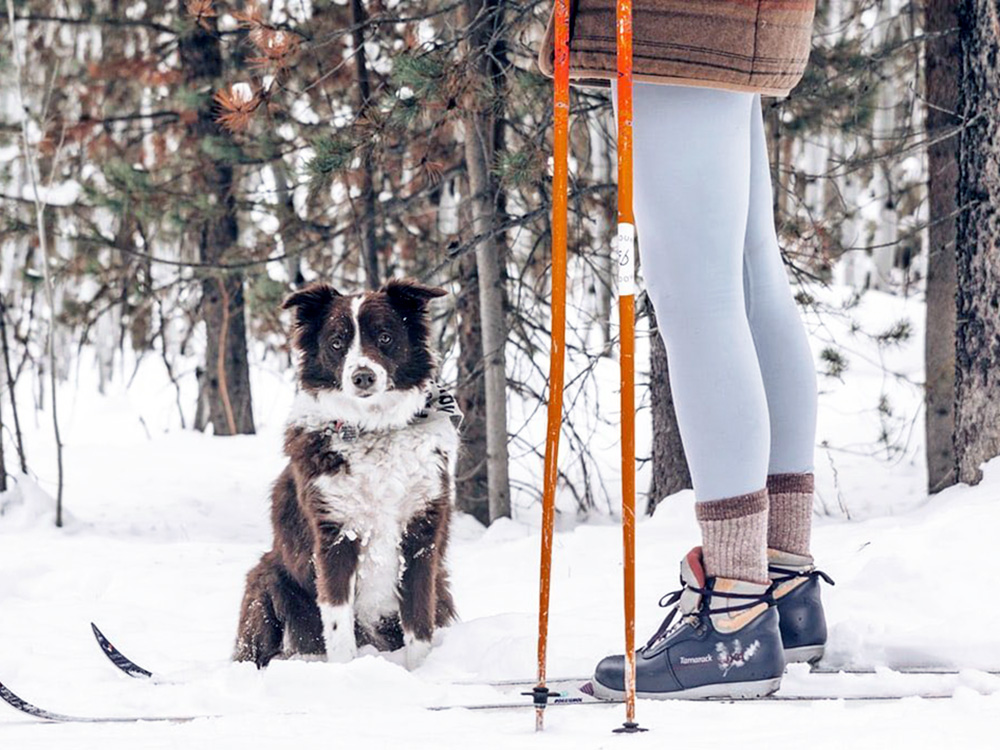 Dog at The Virginian Lodge an Outbound Hotel.