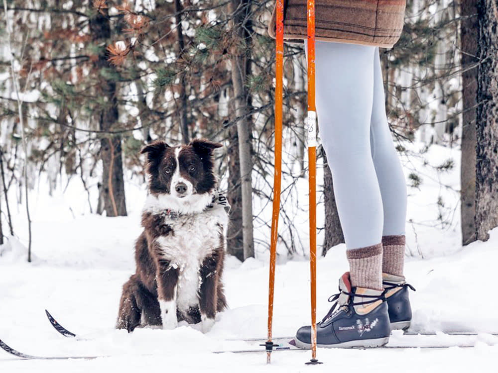 Dog at The Virginian Lodge an Outbound Hotel.