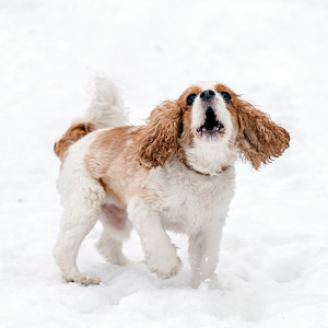 Dog barking outside in the snow.