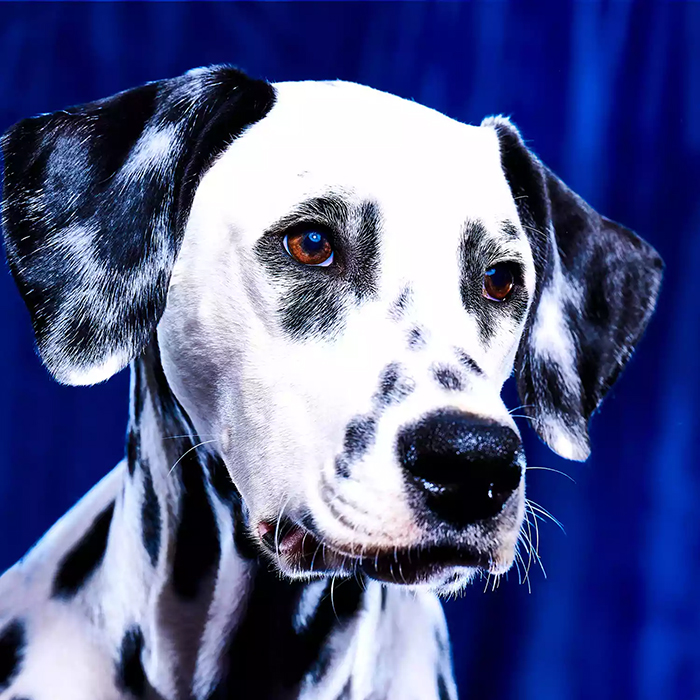 a black and white dog