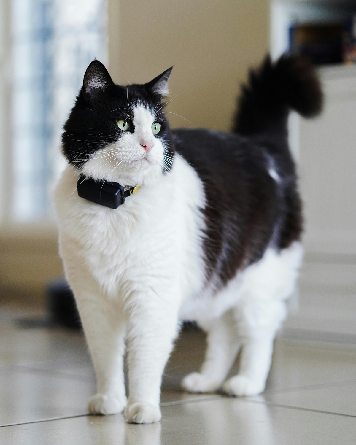 Black and white cat wearing a tracker on their collar