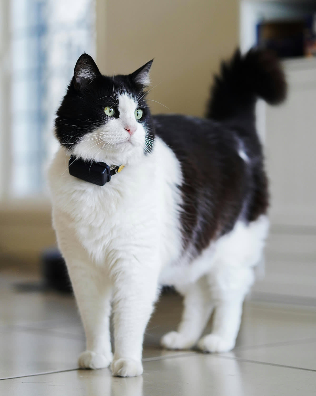 Black and white cat wearing a tracker on their collar