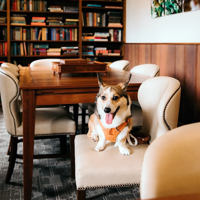 a dog on a chair at The Lodge