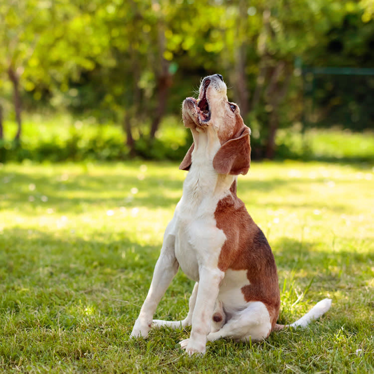 Beagle dog barking outside in the grass.
