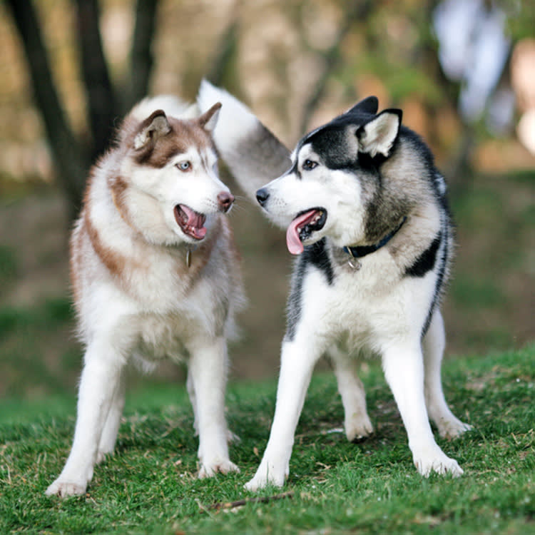 Two huskies talking to each other outside in the grass.