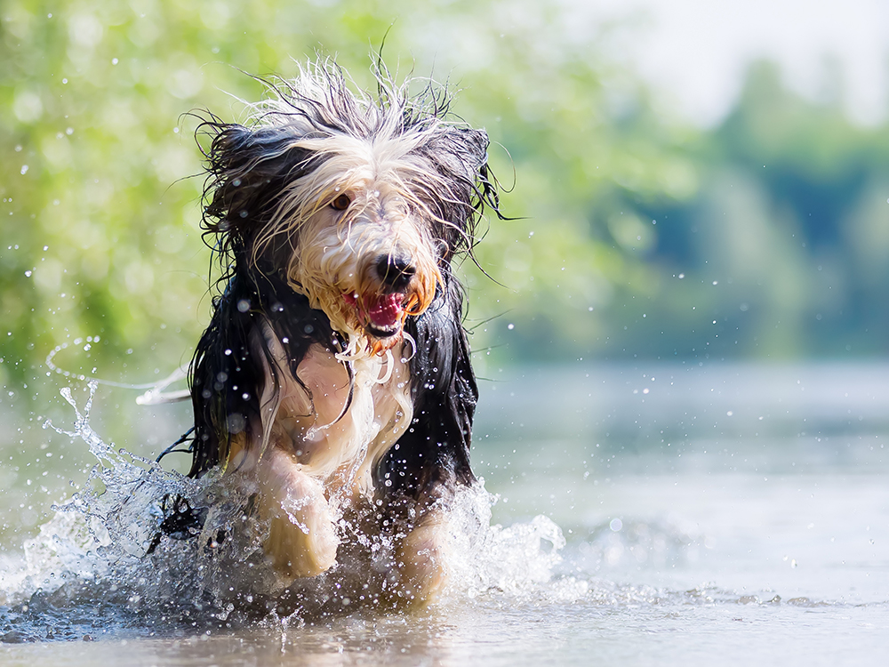 why do dogs shake water on you