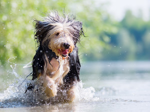 Dog Paddling: 6 Tips to Take Your Pooch Canoeing, Kayaking or SUPing -  Men's Journal