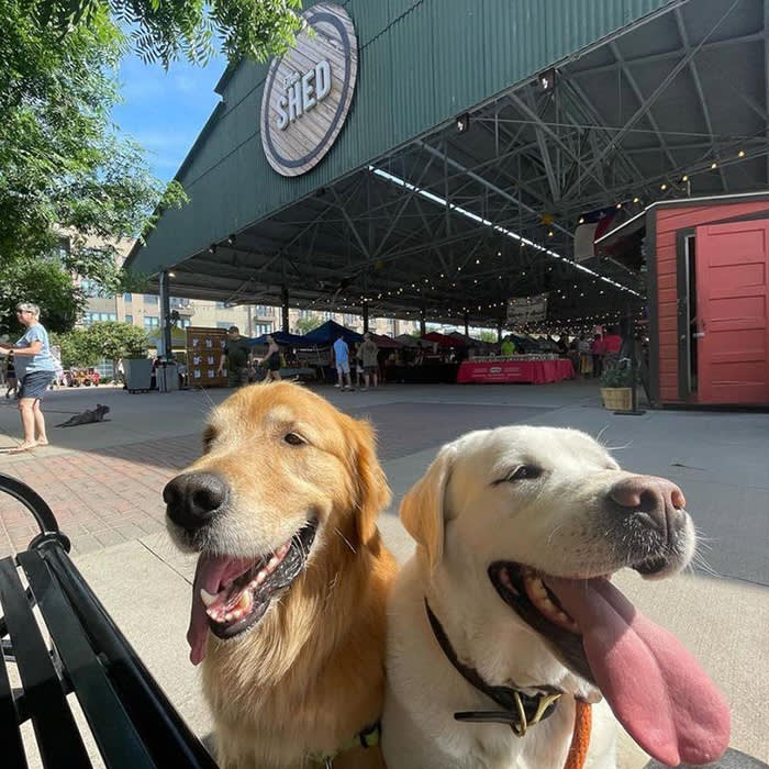 two dogs outside at Dallas Farmers Market