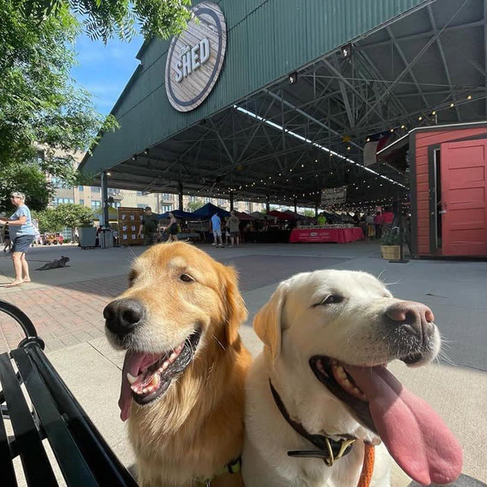 two dogs outside at Dallas Farmers Market