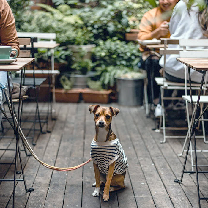a brown dog outdoors at Oddfellows cafe