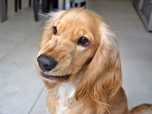 Spaniel crinkling their nose