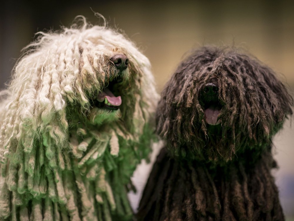 black and white hungarian pulli dogs