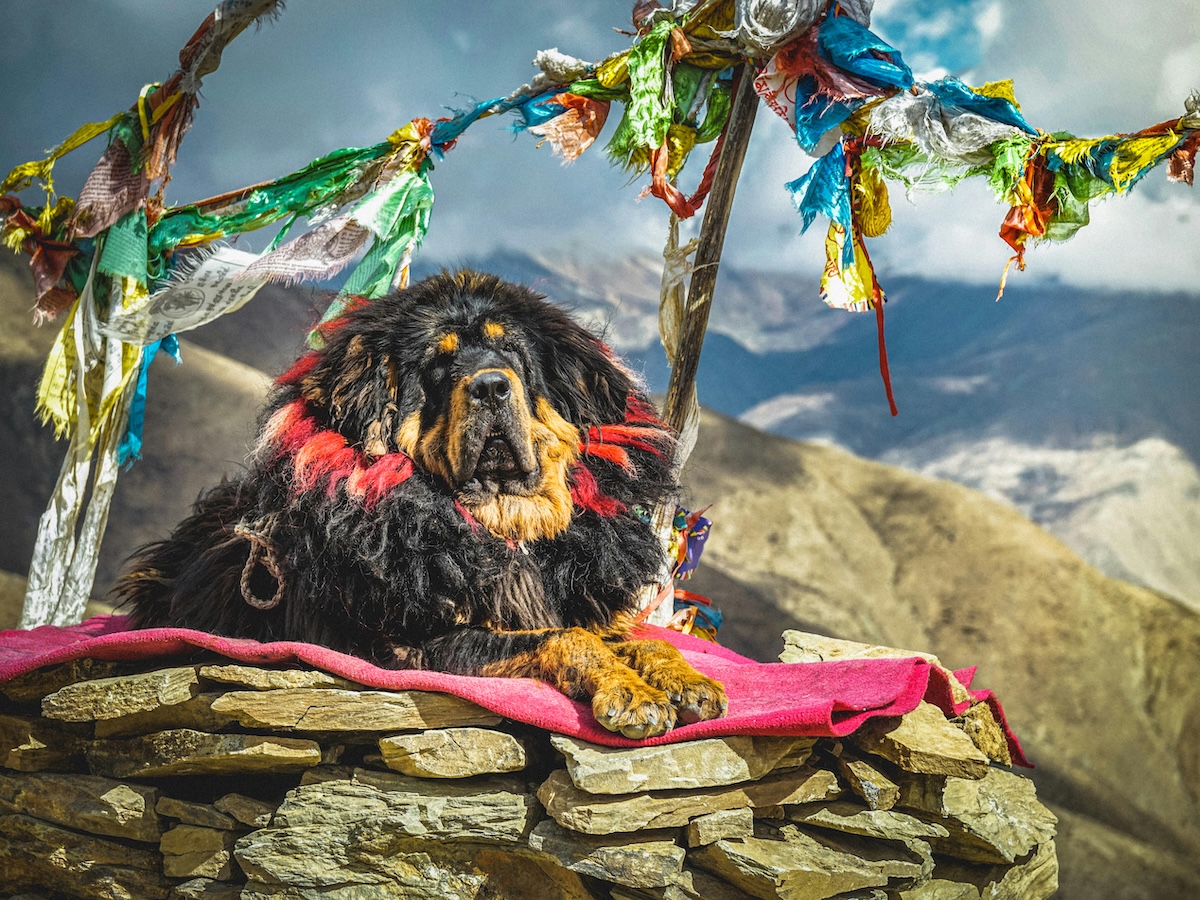 a picture of a tibetan mastiff on a rock with tibetan decor