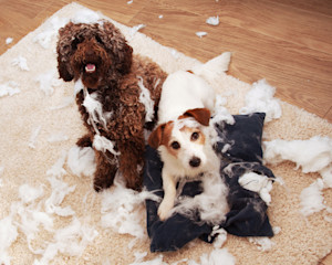 two little dogs look up at the camera and sit on a destroyed cushion surrounded by stuffing