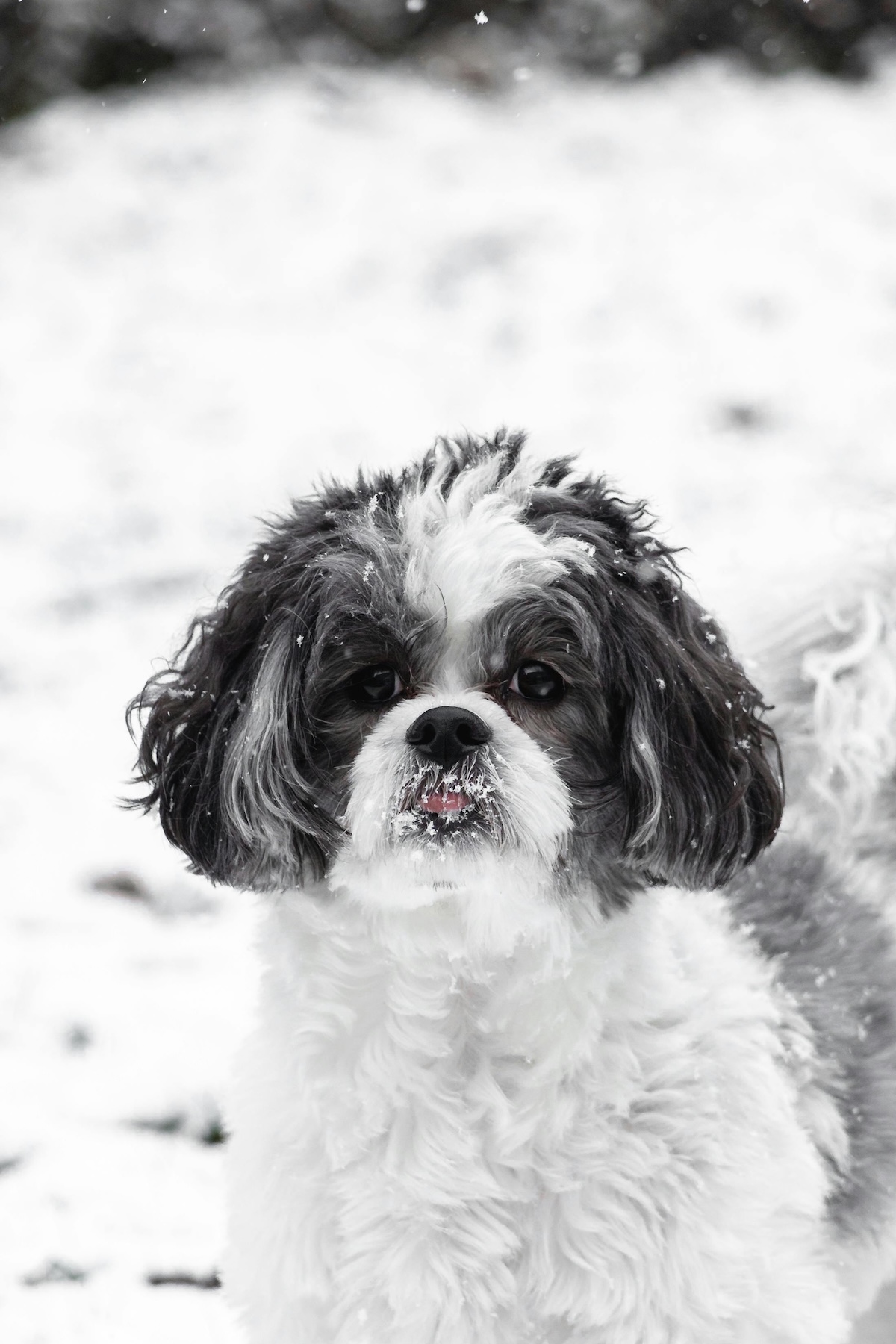 a little black and white dog in the snow