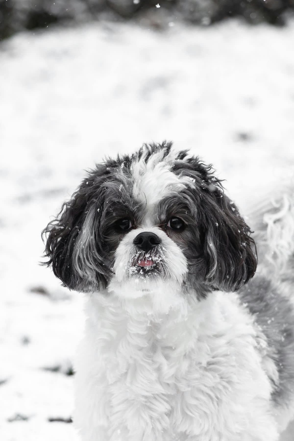 a little black and white dog in the snow