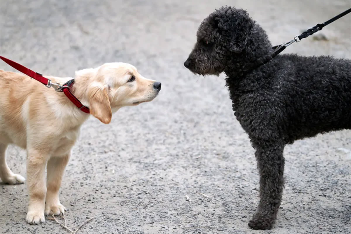 Two dogs meeting