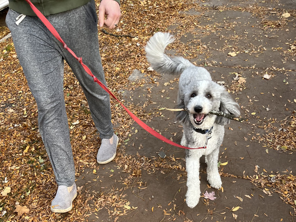 Charlie, a 5-year-old Sheepadoodle stolen on February 20, 2026, from outside a Lincoln Park daycare (near Armitage and Clifton), was safely reunited with his Chicago family after two days.