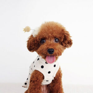 cute brown toy poodle wearing striped sweater