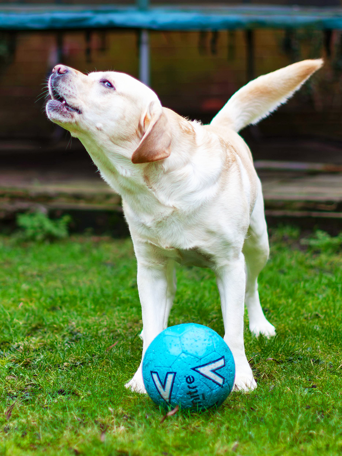 golden dog barking in a garden 