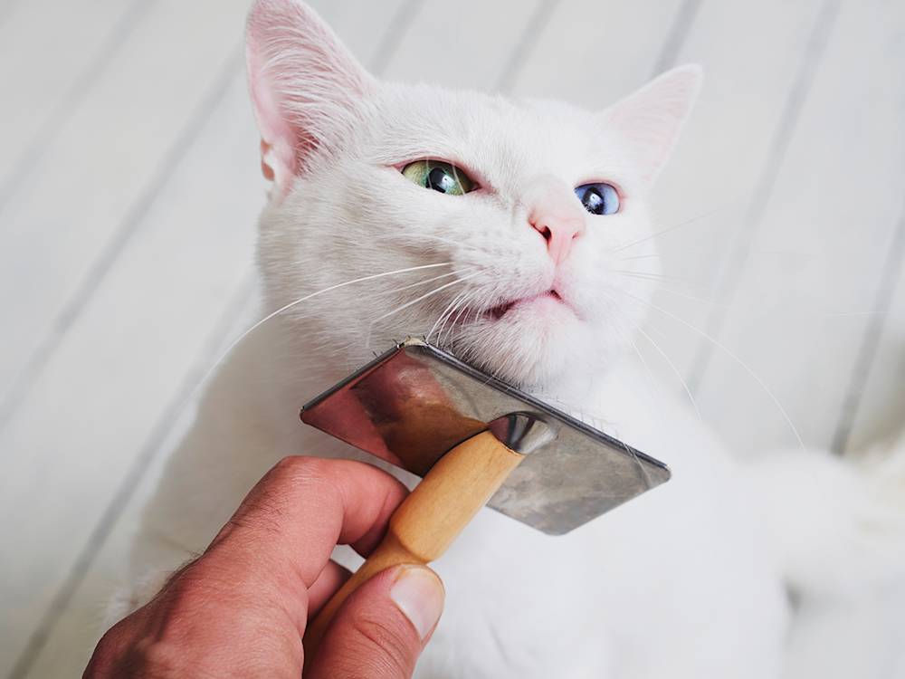 white cat being brushed