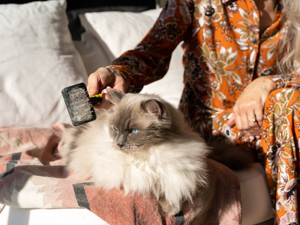 white and brown cat being brushed