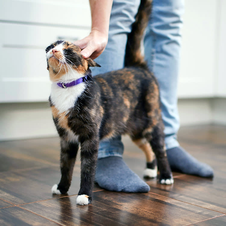 Cute cat greeting someone at home.