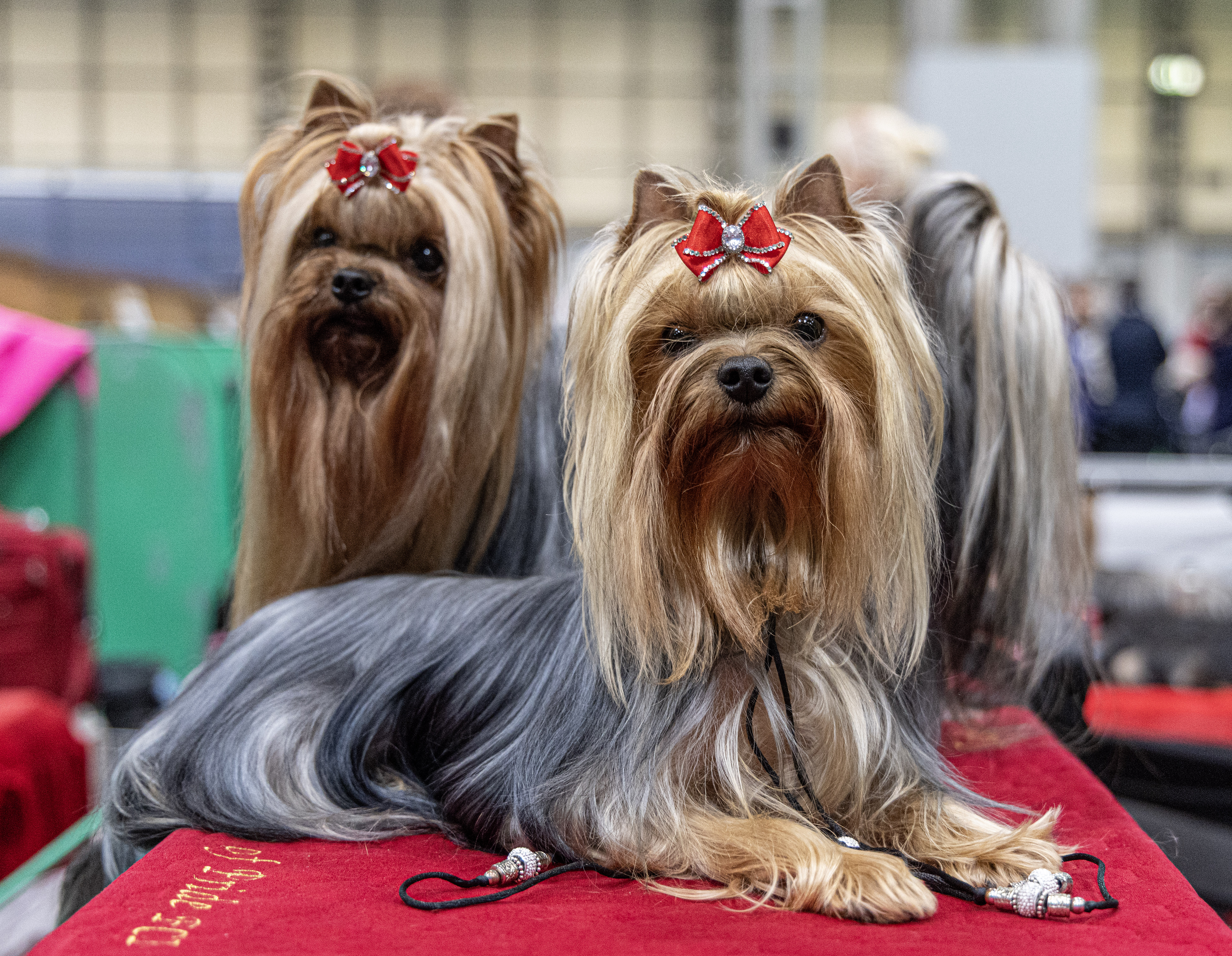 Dogs at Crufts 