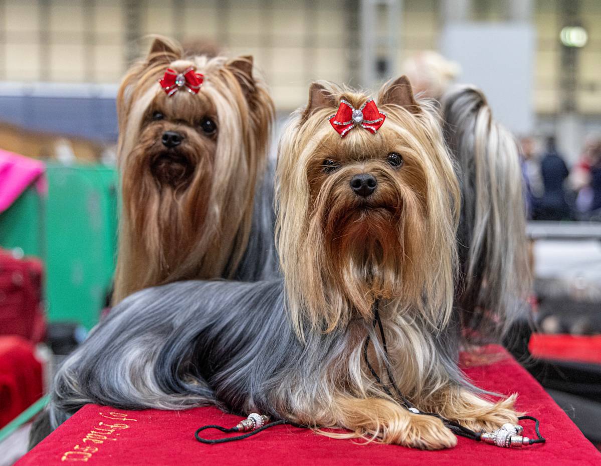 Dogs at Crufts