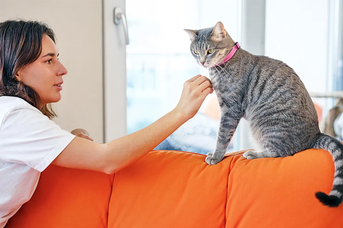 A cat sits on an orange couch as a woman pets and talks to them.