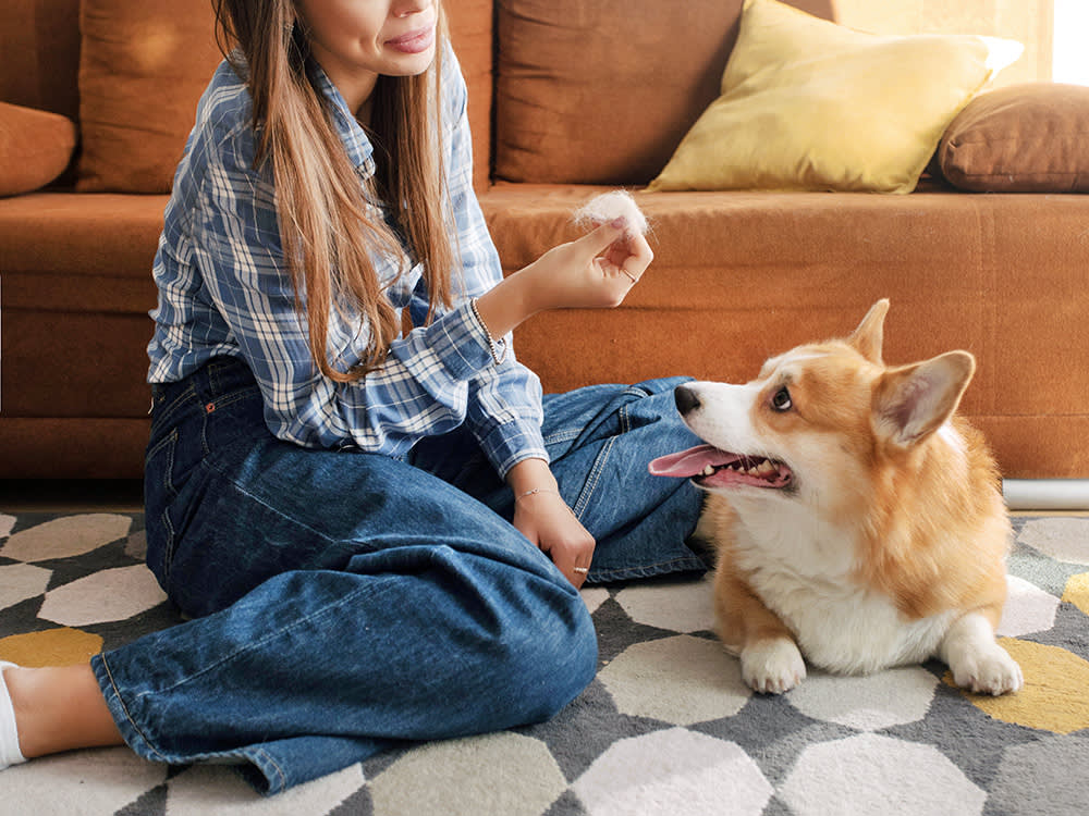 Woman looking at Corgi dog shedding.
