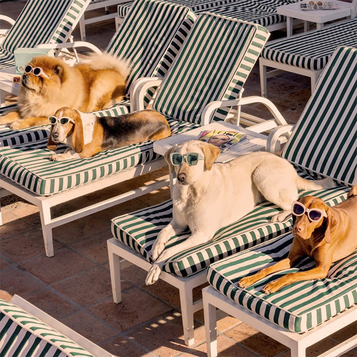 dogs lounge poolside at Beverly Hills Hotel