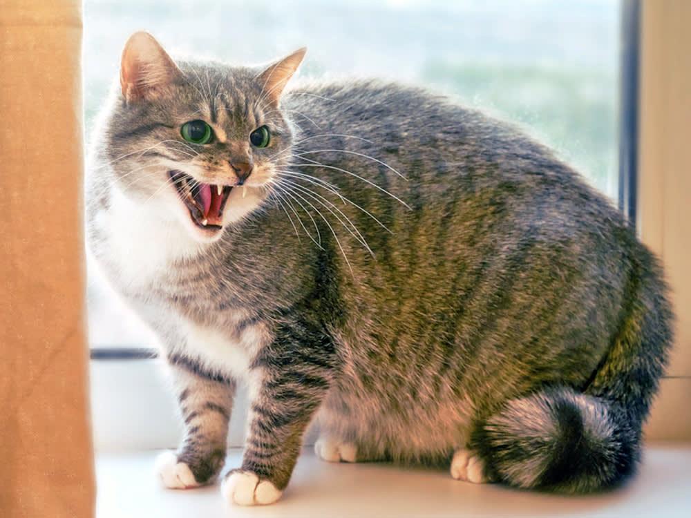 Cat hissing at someone at home.