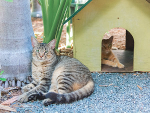  Hemingway cat at hemingway Home and Museum in Key West