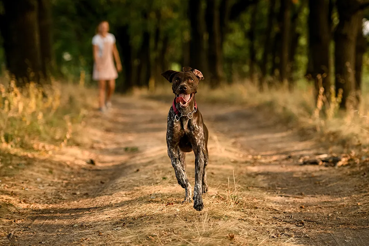 Dog running