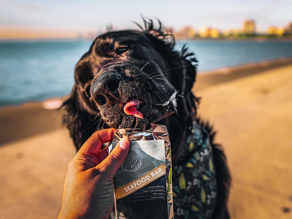 A black dog on the beach taking a bite out of a seafood bar dog treat. 